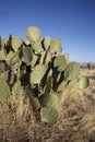 Engelmanns cactus or prickly pear, Opuntia engelmannies