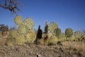 Engelmanns cactus or prickly pear, Opuntia engelmannies