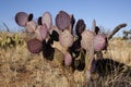 Engelmanns cactus or prickly pear, Opuntia engelmannies