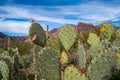 Engelmanns Prickly Pear Cactus in Organ Pipe National Monument in the Sonoran Desert of Southwest Arizona Royalty Free Stock Photo