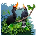 Enggang Culaor Great Rhinoceros Hornbill