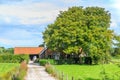 Farm in polder landscape in shade of mature oak tree