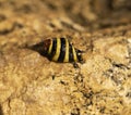 Engina trifasciata, is commonly known as the `striped engina` or `bumble bee snail`