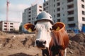 Engineer cow in a work helmet on a construction site. Construction of a large house from cement Royalty Free Stock Photo