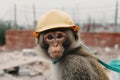 Engineer monkey in a work helmet on a construction site. Construction of a large house from cement
