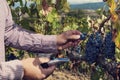 Engineer testing red grapes with refractometer in a vineyard