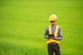 Engineering worker wearing protective wear using tablet while standing in rice green fields background Royalty Free Stock Photo