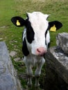 England: calf with drystone wall Royalty Free Stock Photo