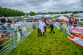 England Cartmel August 3rd 2016 Ewes in pens awaiting judging at show