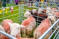 England Cartmel August 3rd 2016 Herdwick sheep in show pen at Cartmel show