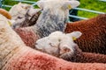 England Cartmel August 3rd 2016 Herdwick sheep in show pen at Cartmel show