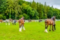 England Cartmel August 3rd 2016 shire horses showing in ring at Carmel Agricultural Show