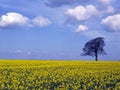 Yellow oil seed field Royalty Free Stock Photo