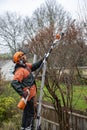 Person standing on a ladder trims a Dogwood treeG