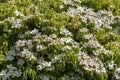 Dogwood tree in full bloom Royalty Free Stock Photo