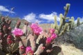Englemann Hedgehog cactus in bloom, Anza Borrego Desert, CA Royalty Free Stock Photo