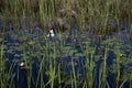 Englemann`s Arrowhead white wildflower and reeds growing in dark water, realistic natural light Royalty Free Stock Photo