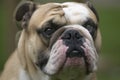 Englis Bulldogs Royalty Free Stock Photo