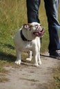 Englisg bulldog Royalty Free Stock Photo