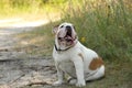 Englisg bulldog Royalty Free Stock Photo