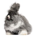 English Angora rabbit in front of white background