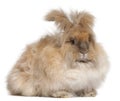 English Angora rabbit in front of white background