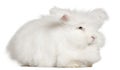 English Angora rabbit in front of white background Royalty Free Stock Photo