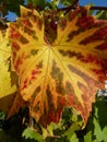 English Autumn Vine