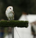 English Barn Owl Royalty Free Stock Photo