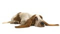 English basset hound puppy lying down on the floor with her ears flat on the floor