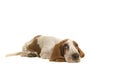 English basset hound puppy lying down on the floor looking up