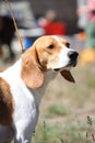 English beagle portrait on sunny day