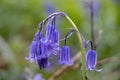 English bluebell blossoms close up