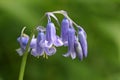 English Bluebell in close up