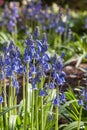 English bluebell flowers in bloom with blurred background and copy space