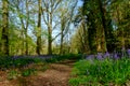 Bluebell wood, ancient woodland with carpets of english blue bells Royalty Free Stock Photo