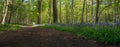 Bluebell wood, ancient woodland with carpets of english blue bells Royalty Free Stock Photo