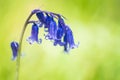 English Bluebell, Hyacinthoides non-scripta