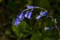 English bluebell stem, Hyacinthoides non-scripta