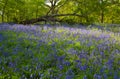 English Bluebell wood Royalty Free Stock Photo