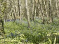 English Bluebell wood in springtime Royalty Free Stock Photo