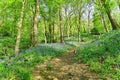 An English Bluebell wood in on a sunny Spring day Royalty Free Stock Photo
