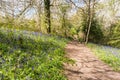 English bluebell in woodland