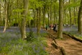 English bluebells in Chalet Wood in Wanstead Park