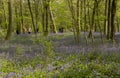 English bluebells in Chalet Wood in Wanstead Park