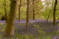 English bluebells in Chalet Wood in Wanstead Park