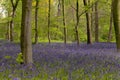 English bluebells in Chalet Wood in Wanstead Park