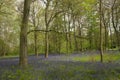 English bluebells in Chalet Wood in Wanstead Park