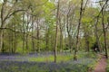 English bluebells in Chalet Wood in Wanstead Park