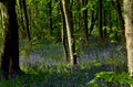 English bluebells in Chalet Wood in Wanstead Park